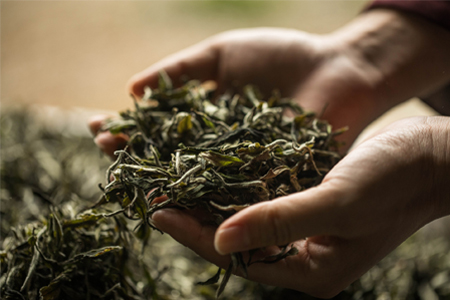 茶企纷纷折戟IPO，澜沧古茶不撞南墙心不死？