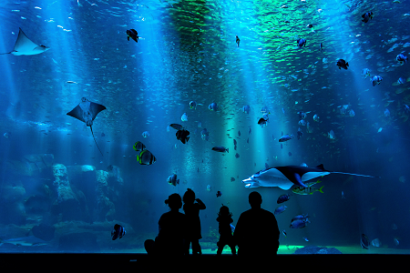 世界上最大的圆柱形水族馆炸了，购物中心还可以做大型水族馆吗？